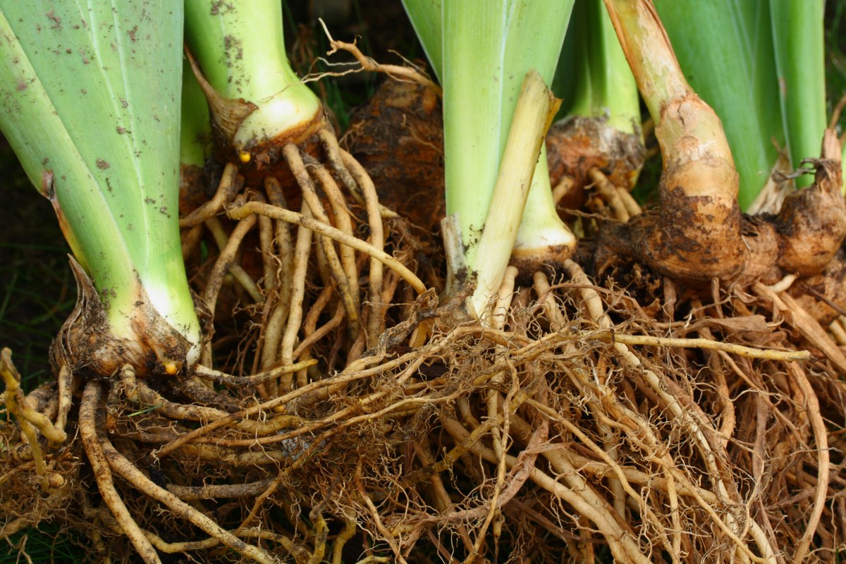 The rhizome is a multiplicity, a non-linear network of nodes. Sharing common roots underground, rhizomatic offshoots emerge above soil as seemingly distinct sprouts. From the Greek term rhízōma, 'mass of roots.'
