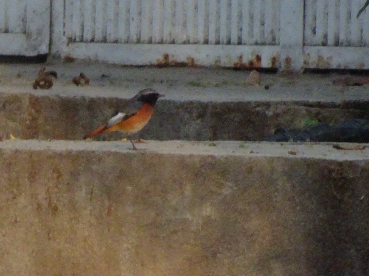 TimDee4's tweet photo. A migrant male eastern samamisicus redstart at Lake Langano Ethiopia / due later in Serbia or across the Drina in Bosnia or in a linden behind the beach hut that Chekhov had at Gurzuf in the Crimea. Heartbeat of my Greenery: https://t.co/tO2NVxTF13