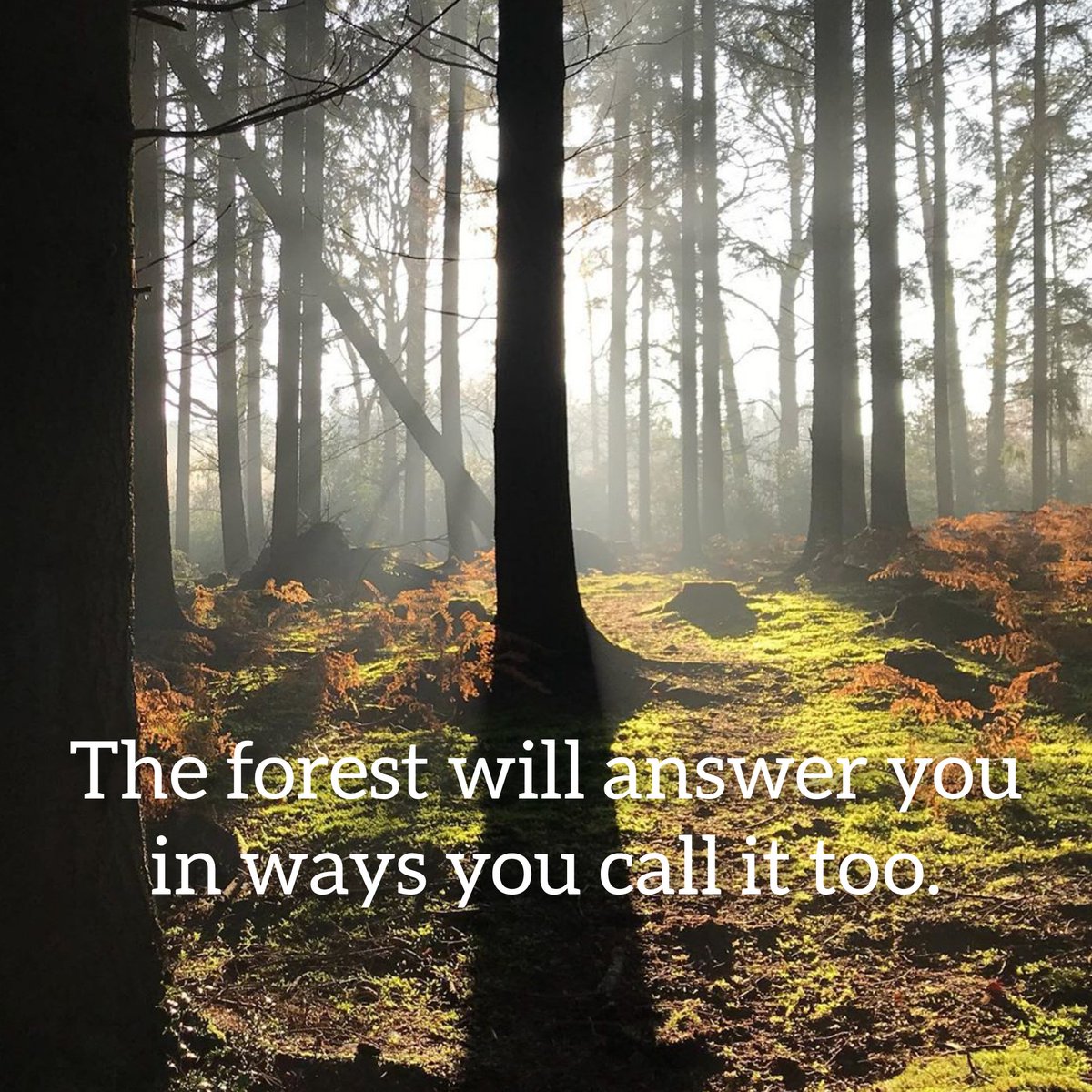 RuffRoot's tweet image. #forest #trees #wald #bäume #wüstenwetzdorf #thüringen #triptis #wolche #freedom