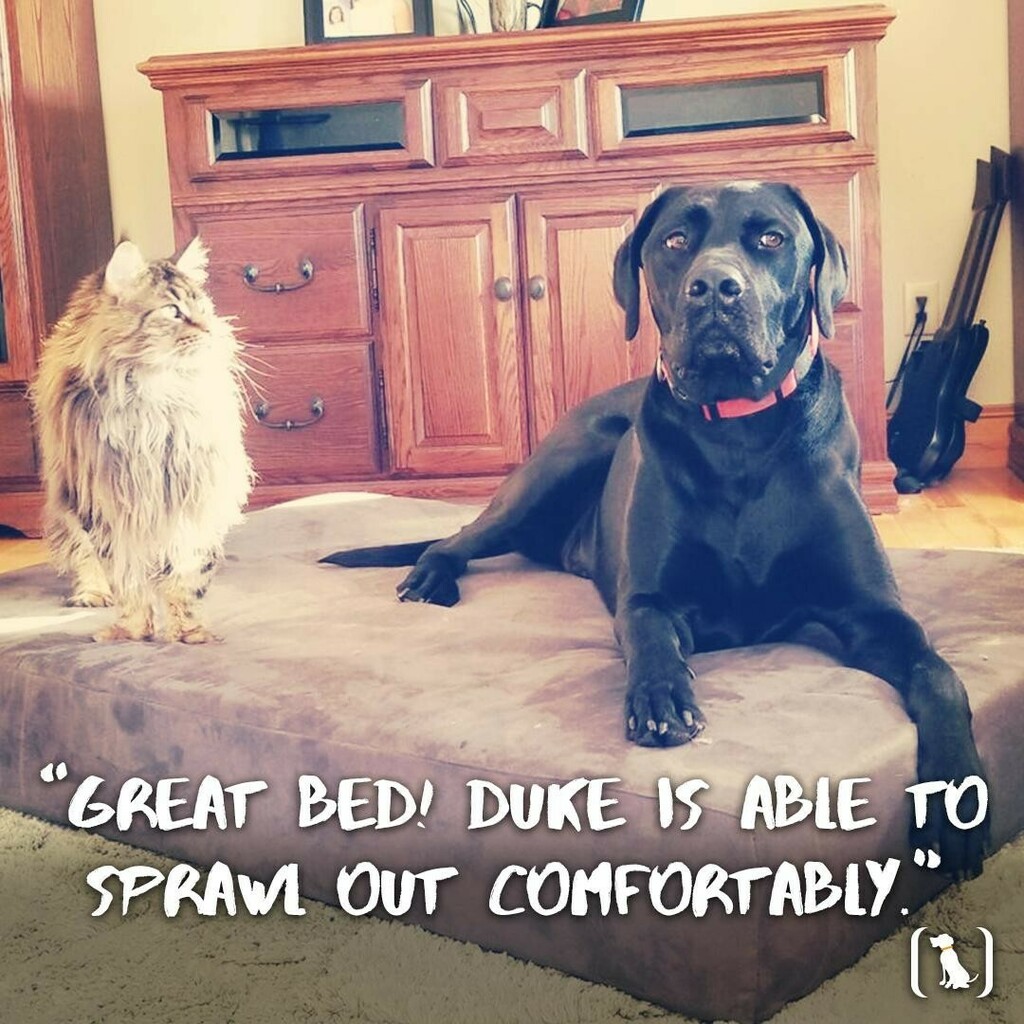 bigbarkerusa's tweet photo. "Great bed! Our Mastador, Duke, loves his Big Barker bed! We don't notice any sagging at all and he is able to sprawl out comfortably. (Even when he has to share it with the cats)! " 😉

#labstagram #mastador #mastadorable #mastadorsofinstagram #lablo… https://t.co/CNYxNbatTx https://t.co/7fIJMS2UbB