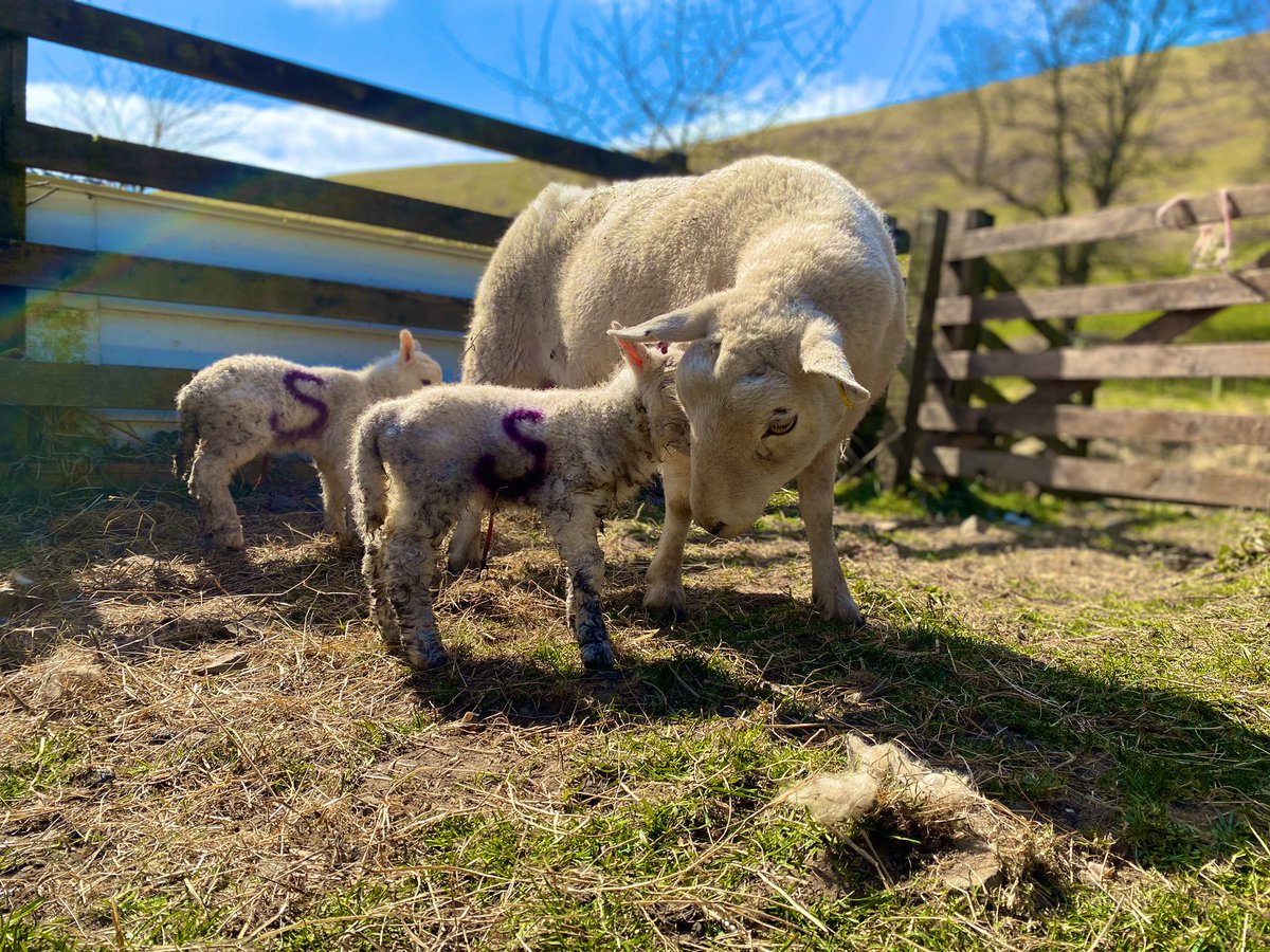 amylochhead's tweet photo. My ewe Sparky had her twin lambs today, 18th of April. But today also happens to be the birthday of my most favourite actor #DavidTennant 🥳as a massive #DoctorWho and David fan I would like to call them names relating to #DW but can decide, can you please help @georgiaEtennant ? https://t.co/YmtEZGvECZ