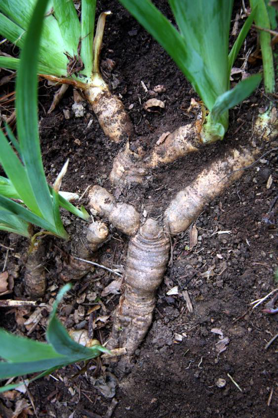 Rhizomes are characterized by underground internodes, regions of the buried stem between individual nodes. Rhizomatic plants send out roots from node bottoms and generate new shoots from node tops.