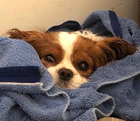 marsmithcork's tweet photo. Meet Biscuit he was my foster dog but is now going to be here permanently as a @DAWGadopt Sponsor Dog.  I think he looks ok with the news. ❤🥰🐶 https://t.co/1YvGgwJboB