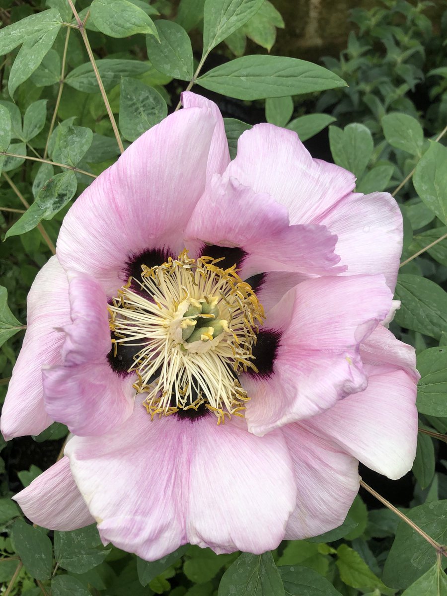 Botanic Nursery tweet media