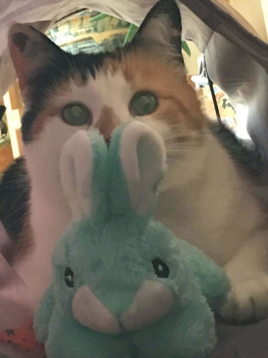 SciencebyTrish's tweet photo. Greta and her bunny can’t wait to learn online with you.
Hope to see you this week!
#chs_trojanpride
#csd_allmeansall https://t.co/V37rnmXhBh