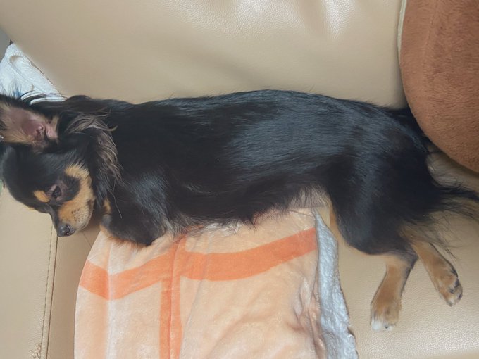 チワガキめちゃくちゃ手かかるし金むしりのヒモみたいなやつだけどすこだぞ 