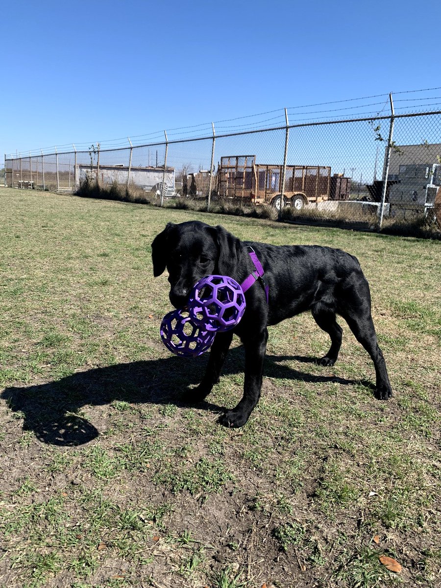 Paws4Sa's tweet photo. Saturdays are for the dogs, everyone is loving some outdoor time! #pawsforpurplehearts #nonprofit #servicedogintraining #pphSergeant #pphNoah #pphRiley #saturdaysareforthedogs #playtime #socialsaturday https://t.co/8M5NzuCxOT