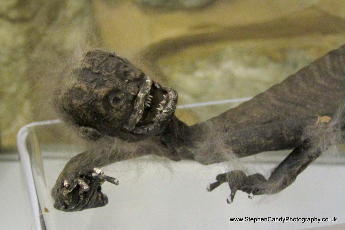 @YorkshireMuseum Surprised nobody's weighed in yet with @WhitbyMuseum's 'Hand of Glory.'
Also, although there is one from another location in the thread already, there's @shipwrecks_iow's splendid 'Fiji Mermaid.'
#CreepiestObject #IOW #HandOfGlory #FijiMermaid