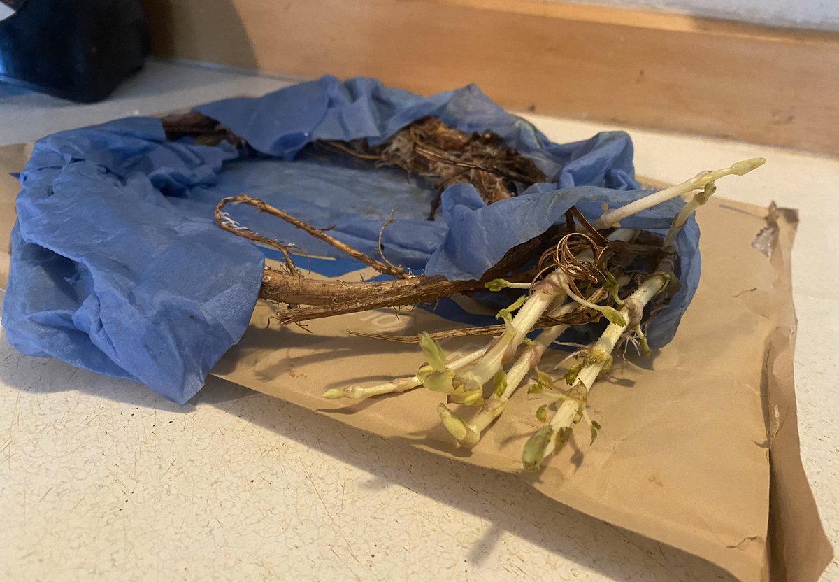 Colorado hops starts have arrived. Thanks, <a href="/cbgphoto/">Casey B. Gibson</a>