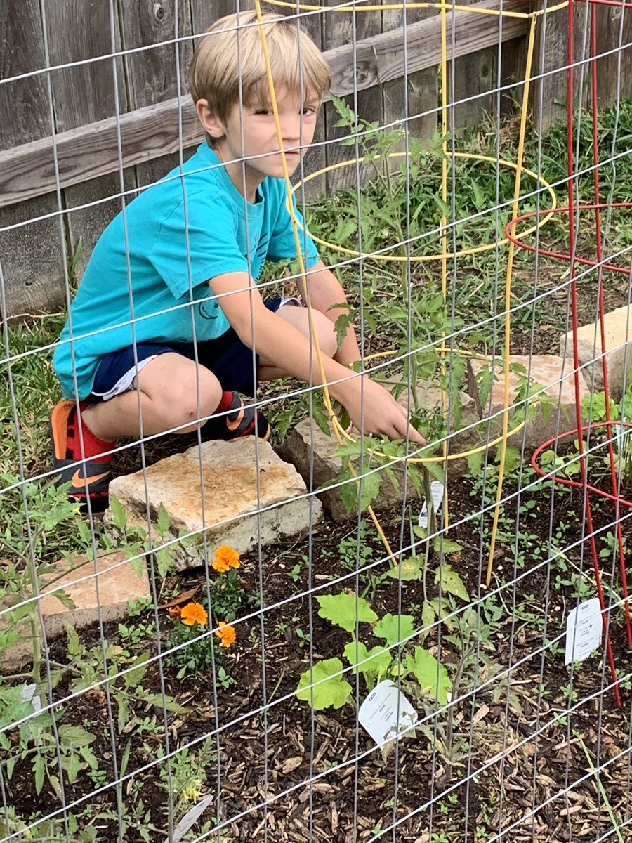 cjozzie3's tweet image. Exploring our garden before the storm.  We have more green tomatoes, baby yellow squash, and a bell pepper.  Can’t wait till first harvest!  What is your favorite vegetable?  #backyardscience #bengalpride @ms_wilkinson4 @miss_walker13 @BES_4Price