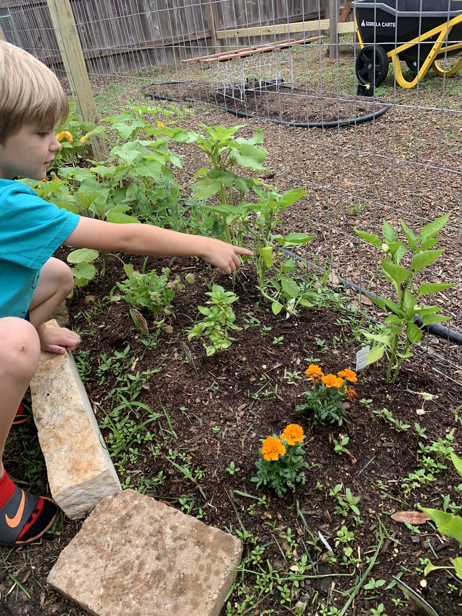 cjozzie3's tweet image. Exploring our garden before the storm.  We have more green tomatoes, baby yellow squash, and a bell pepper.  Can’t wait till first harvest!  What is your favorite vegetable?  #backyardscience #bengalpride @ms_wilkinson4 @miss_walker13 @BES_4Price