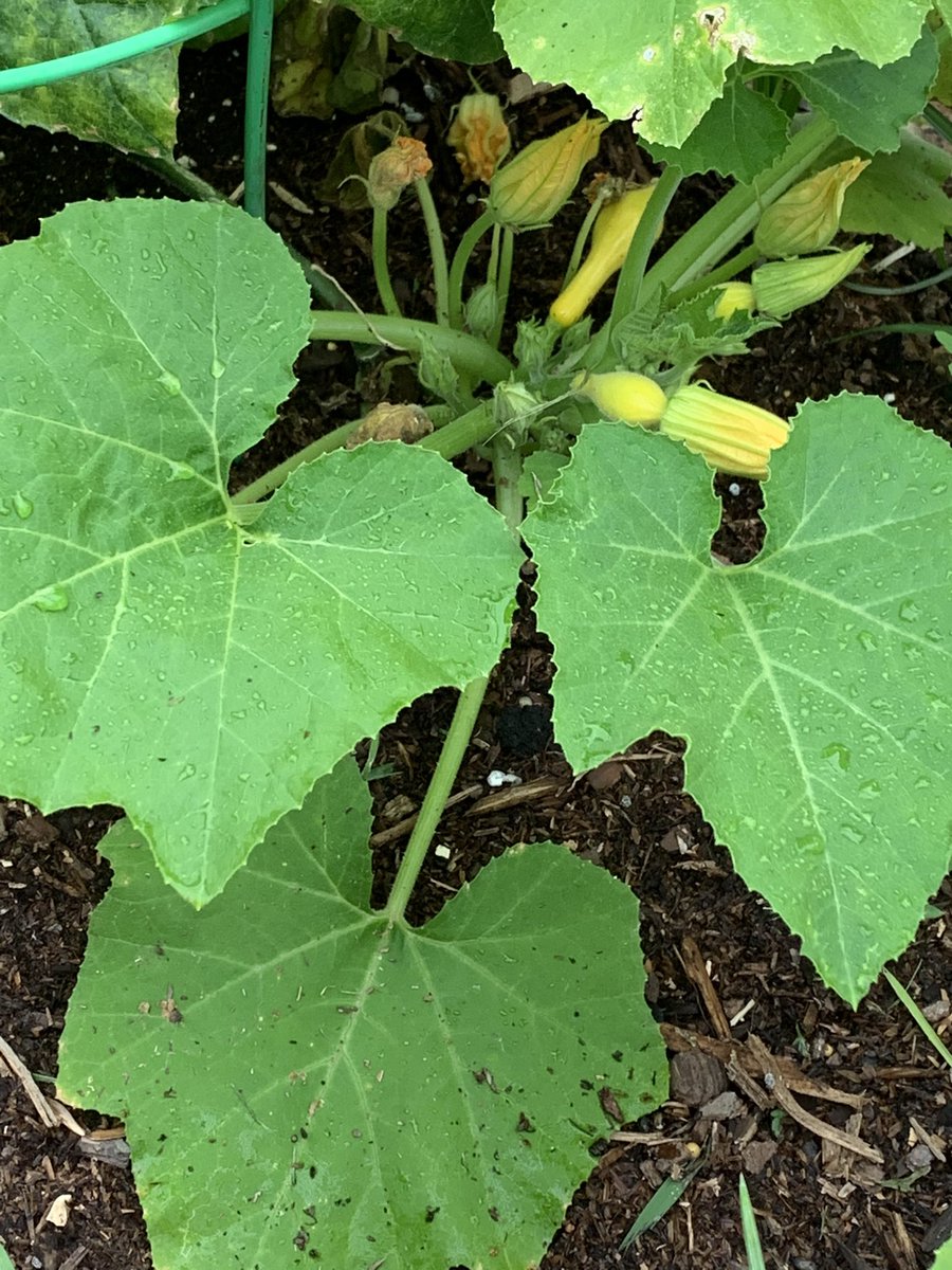 cjozzie3's tweet image. Exploring our garden before the storm.  We have more green tomatoes, baby yellow squash, and a bell pepper.  Can’t wait till first harvest!  What is your favorite vegetable?  #backyardscience #bengalpride @ms_wilkinson4 @miss_walker13 @BES_4Price