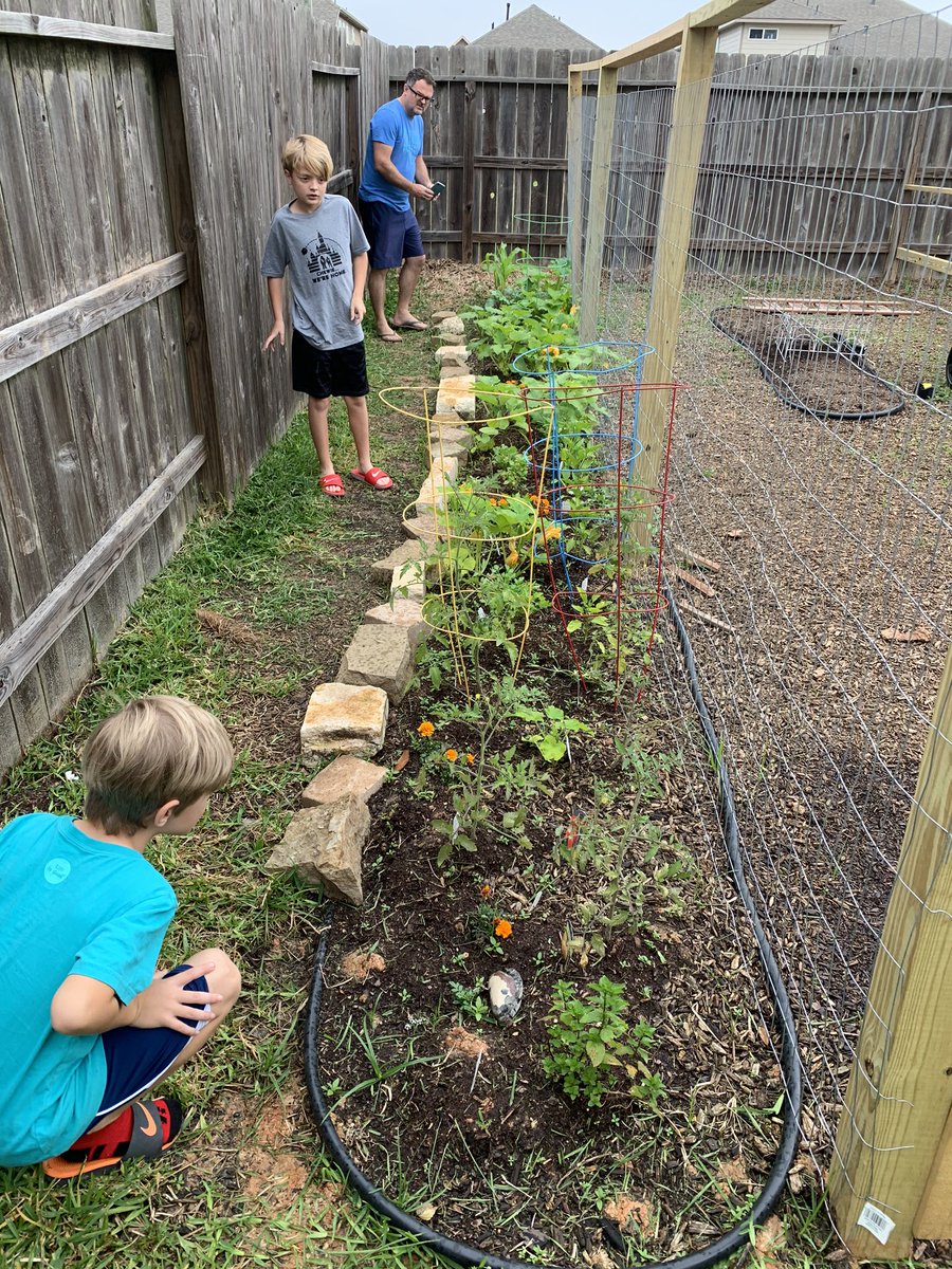 cjozzie3's tweet image. Exploring our garden before the storm.  We have more green tomatoes, baby yellow squash, and a bell pepper.  Can’t wait till first harvest!  What is your favorite vegetable?  #backyardscience #bengalpride @ms_wilkinson4 @miss_walker13 @BES_4Price