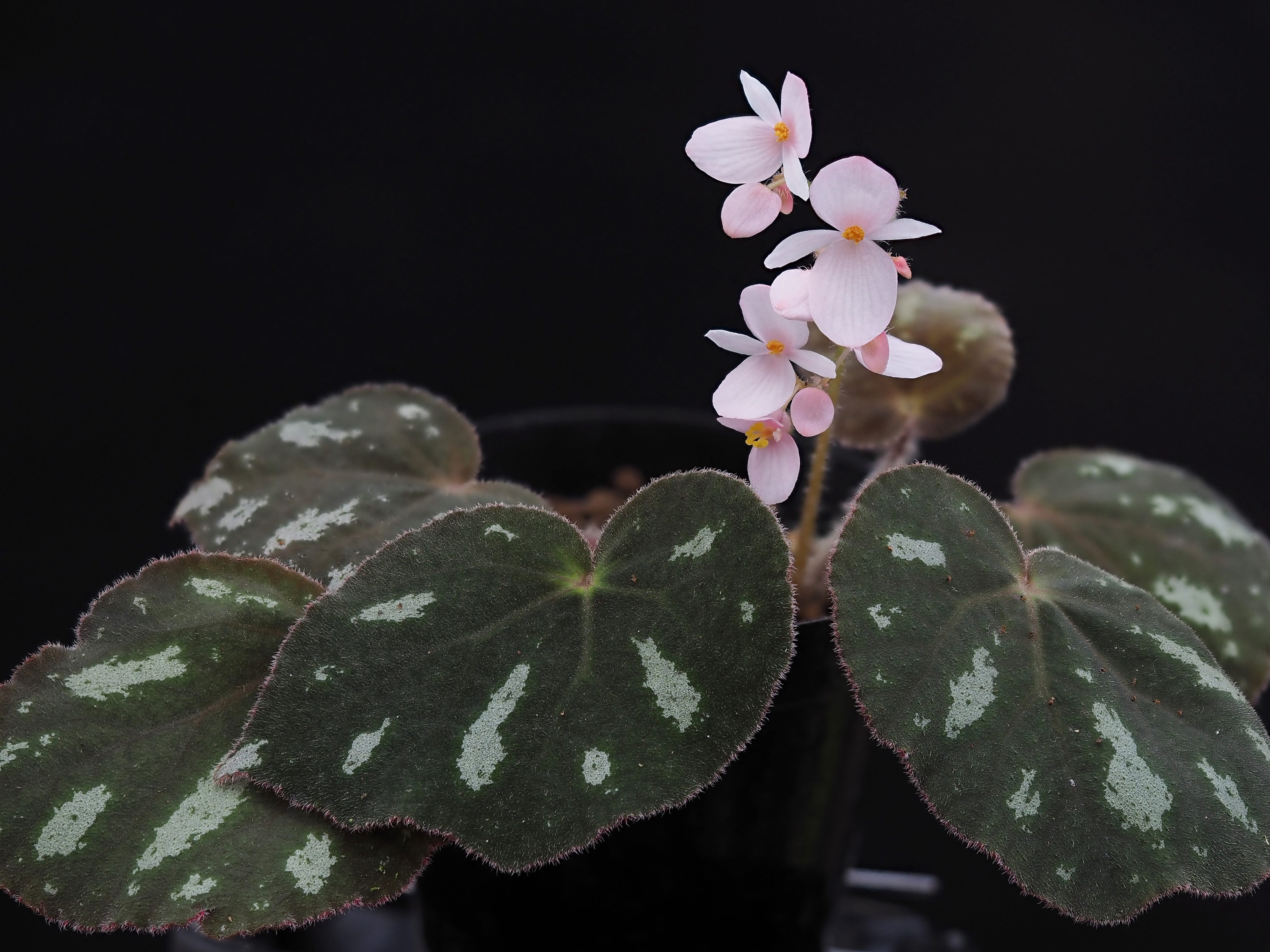 Know Your Begonias: Jack Krempin: 9780646142517: Amazon.com
