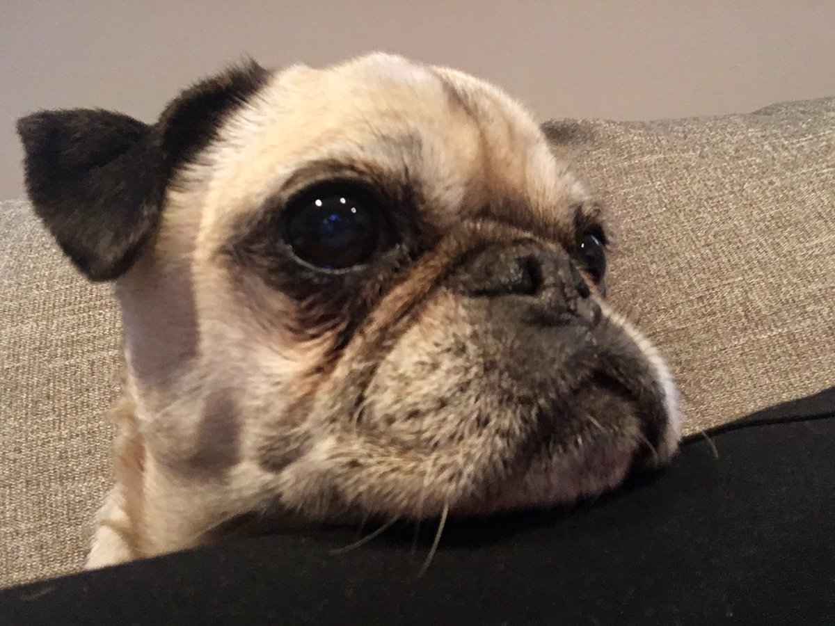 Ruby the Pug tweet media