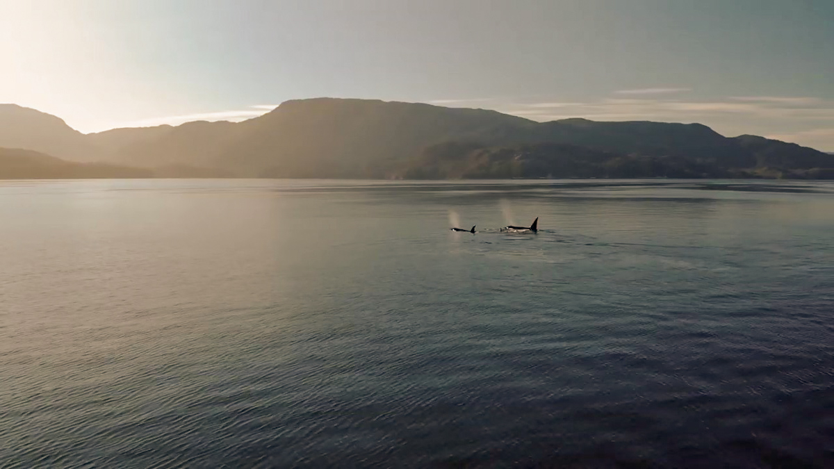 Shearwater tweet media