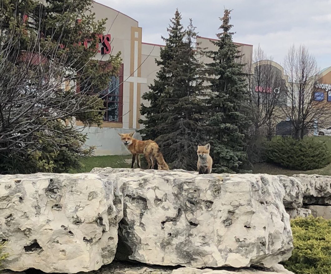 Today while out walking along #KingstonRoad in the @TownOfAjax I discovered a family of #Foxes.