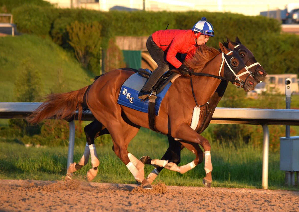 RobertYates1982's tweet photo. Champion British Idiom (outside) &amp; Gustavo Abrego after a half-mile work, in company, in :48 just after the track opened Saturday morning @OaklawnRacing for @bradcoxracing. Pointing for the $400,000 Fantasy Stakes (G3), 5/1 at Oaklawn. https://t.co/XKl1fhaeVY
