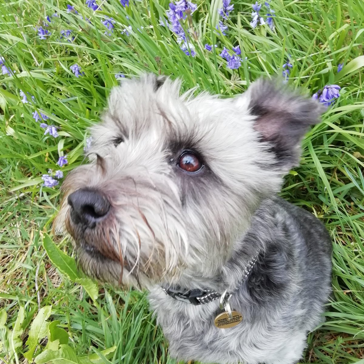 Poppypoppsie1's tweet photo. When you've forgotten what an aeroplane looks like... #socialdistancing #StayHome #staysafe #allthingsdog #dogs https://t.co/VOMr7PNO3Z