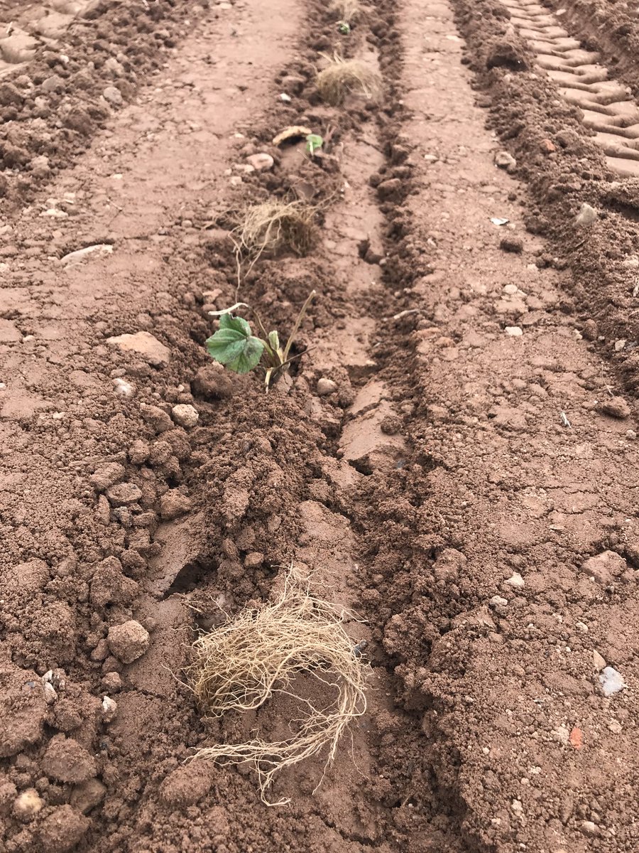 Valley Harvest Sweet Potatoes tweet media
