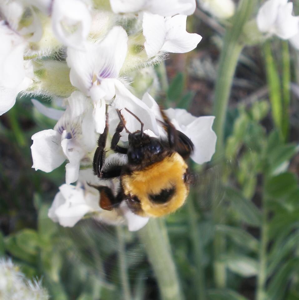 ColoradoNPS's tweet photo. #PollinatorSaturday Sylvia Brandl got this marvelous shot in Rocky Mountain National Park last July. Identified as Bombus huntii on Oxytropis sericea https://t.co/I2SWACmMG7
