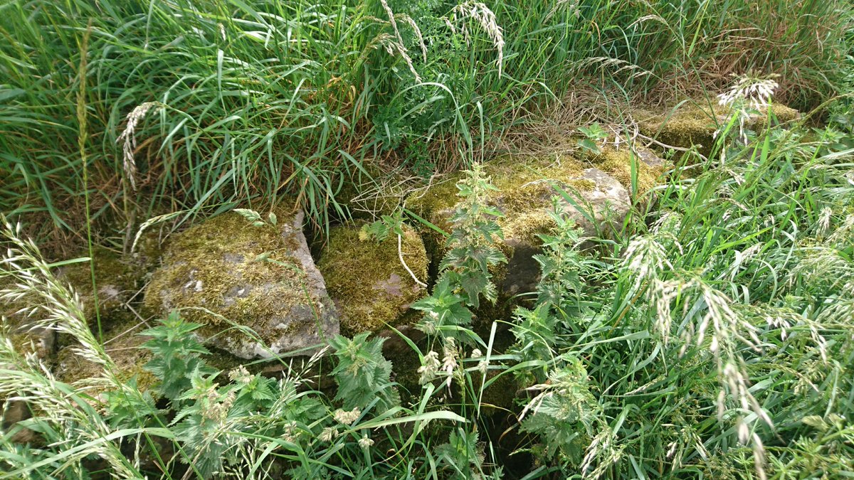 Some photos of the wall... It is very much keeping a level, rather than serving as a boundary - it's supported by stone walls on the east of the field, but levels off as you go west. Field walls don't do that... /7