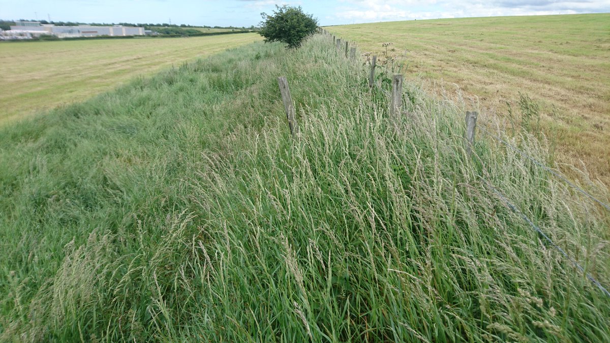 Some photos of the wall... It is very much keeping a level, rather than serving as a boundary - it's supported by stone walls on the east of the field, but levels off as you go west. Field walls don't do that... /7