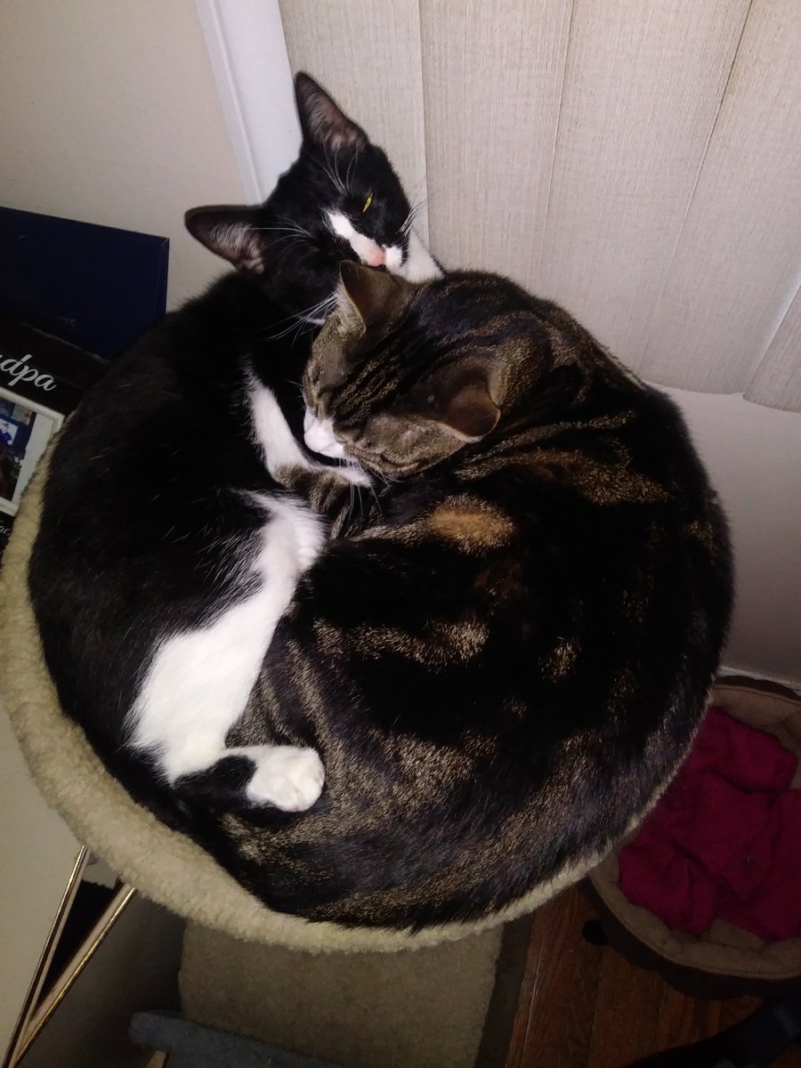 SmoothSoupy's tweet photo. #instacat #catsofinstagram #myboys. #cats #catbrothers. #adoptacat https://t.co/YJpTuSV6XY