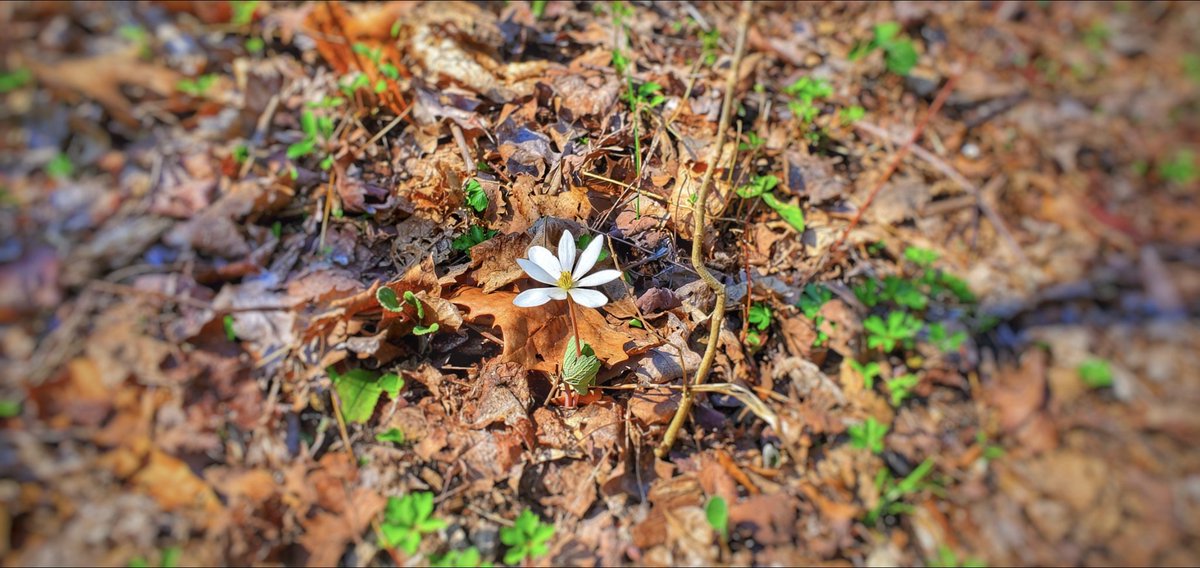 <a href="/HikeAdventures/">Gleason Adventure</a> Spotted at Bulls Run Arboretum in Middletown, Ohio <a href="/MiddletownVB/">Visit Middletown</a>