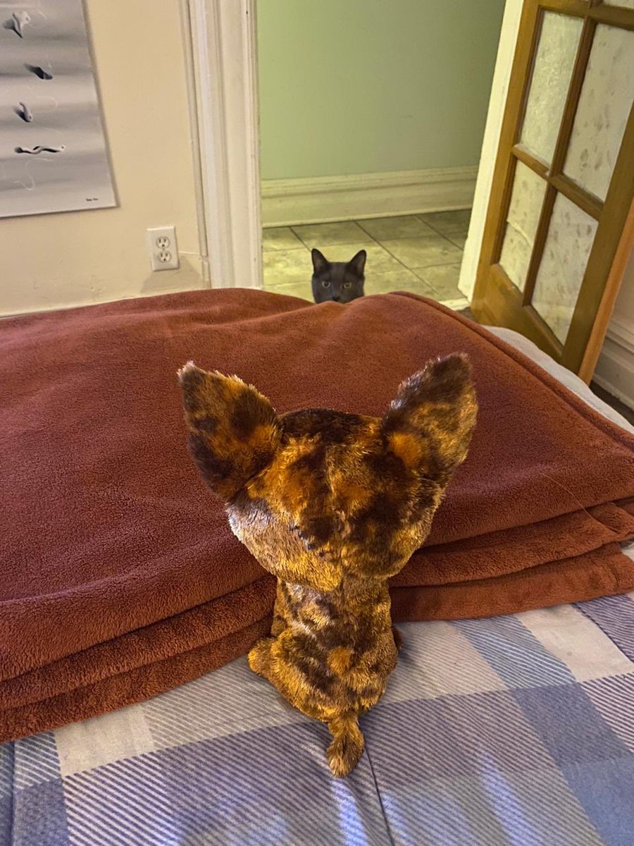 #caturday Fred the cat practicing social distancing from his arch enemy haha 😂