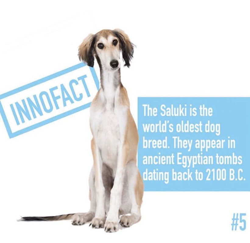 innovetpet_'s tweet photo. #innofact #dogs https://t.co/U5dgLBT1k8