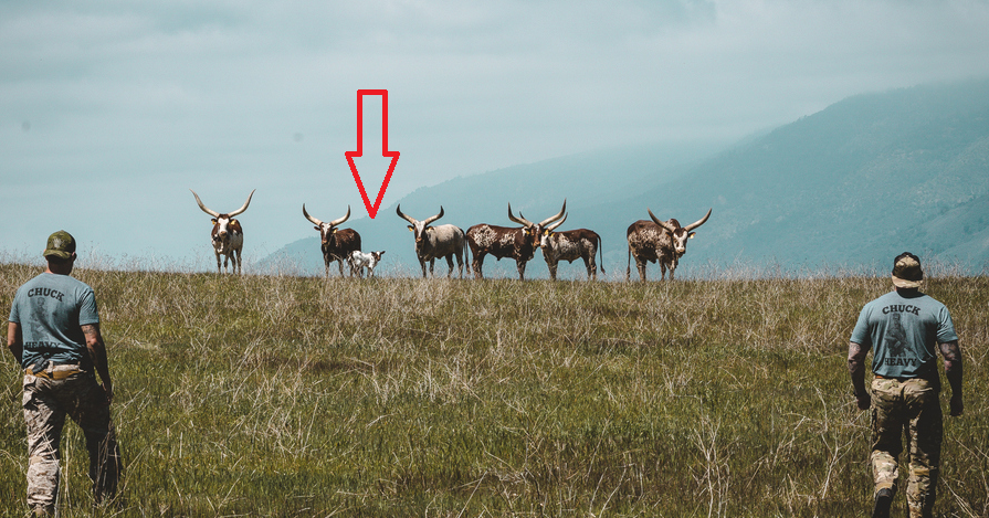 <a href="/CKIVFoundation/">Charles Keating IV Foundation</a> Definitely don't want to mess with cattle with those huge horns, especially when they have a calf to protect.