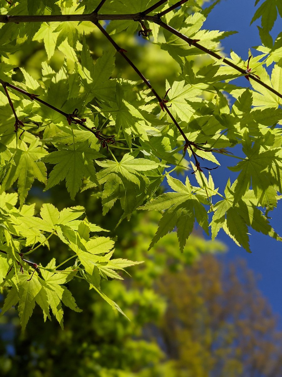 rbednark's tweet image. Japanese maple my neighborhood walk