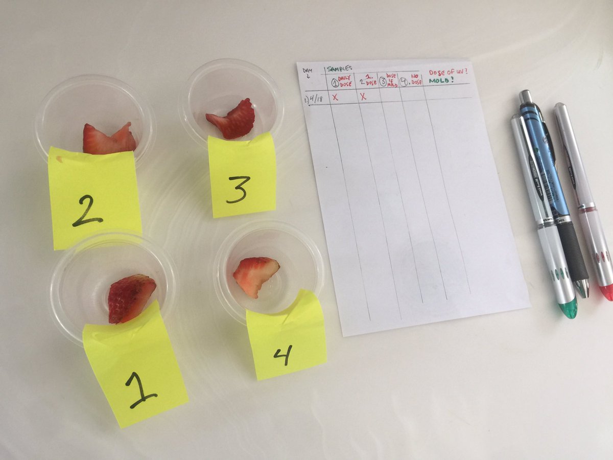 I cut a strawberry into four pieces and will be testing to see if the UV-C treatment inhibits the growth of mold. Dosed with UV-C daily. Dosed once now, not thereafter. Dosed only if it starts to show mold. Never dosed (control).