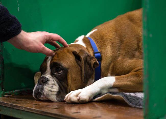 BluRadioCo's tweet image. ¿Su mascota sufre de estrés? Estos son algunos de los comportamientos para saberlo → bit.ly/2VhIECH #MascotasBLU