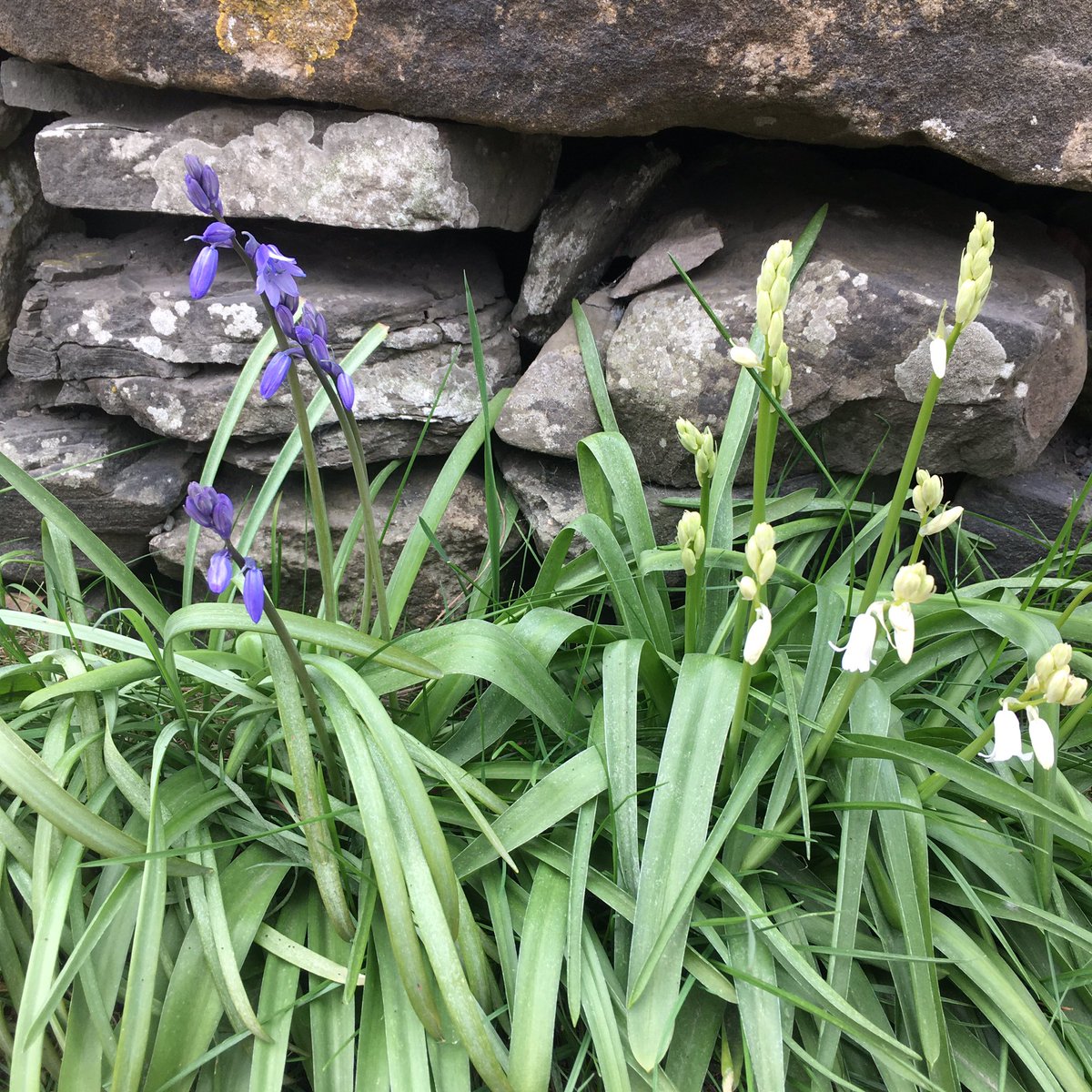 emmagoligher's tweet photo. Our wildlife photo - blue and white bells in Low Biggins #bluebells #sedberghathome #WenningCSPS @Sedbergh_Prep https://t.co/ODneL0uuFc