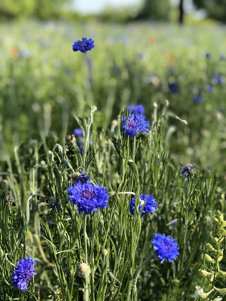 QueenMomNB's tweet photo. Wildflowers in bloom! @TAMUgardens #bedtimeblooms https://t.co/b8IlF7gVP3