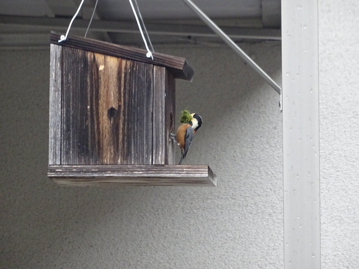 叶屋旅館 沓掛温泉 今作業している庭の上に 鳥の巣箱を設置しているのですが ヤマガラが巣を作り始めました 真下で石砕きをしていますが ちょっと気を使いますね ヤマガラ 巣箱