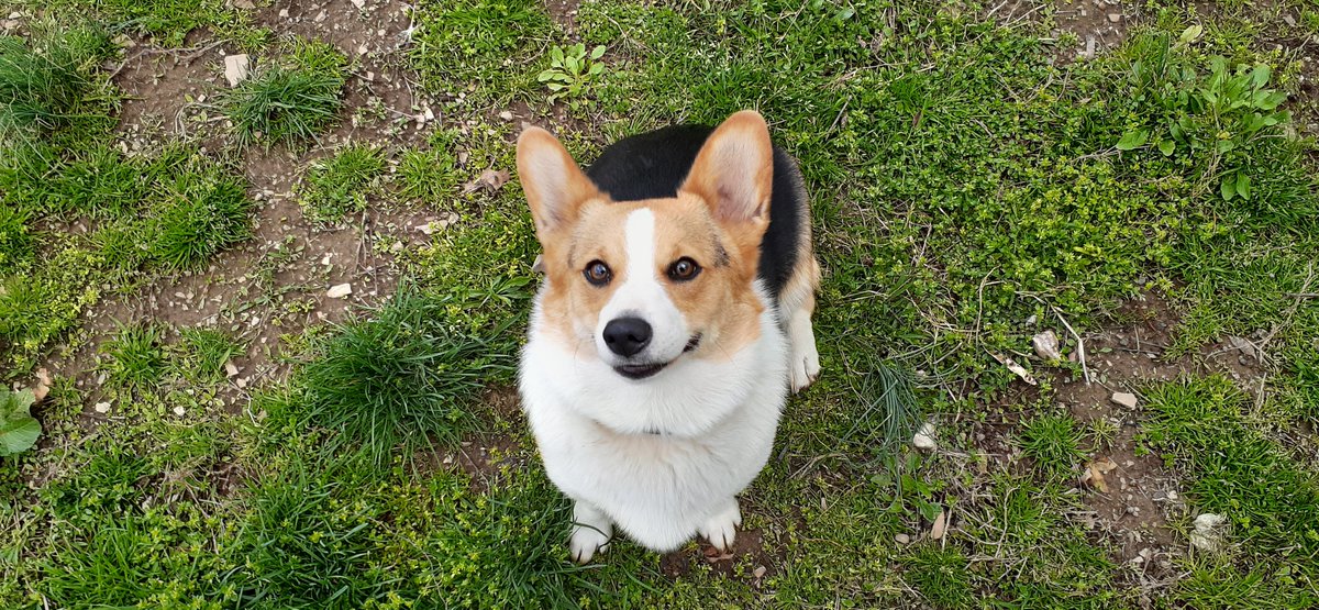 MLangel511's tweet photo. @GlamandGore I would love to hear you talk about how you handle the tough times like your down days. Right now I think we all could use a good suggestion.
Enjoy a picture of Willow my dog https://t.co/fIJqwGGOQl