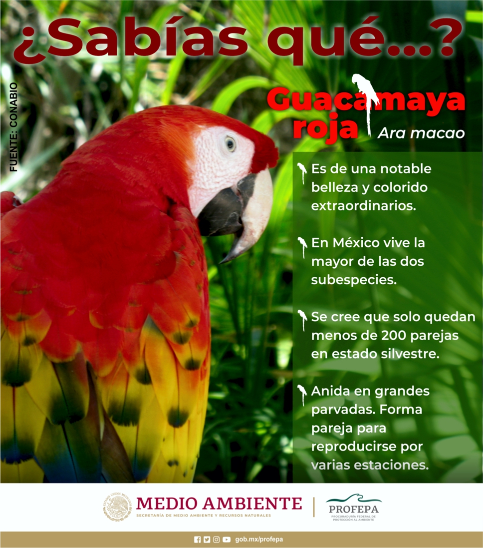 PROFEPA on Twitter: PROFEPA on Twitter:
