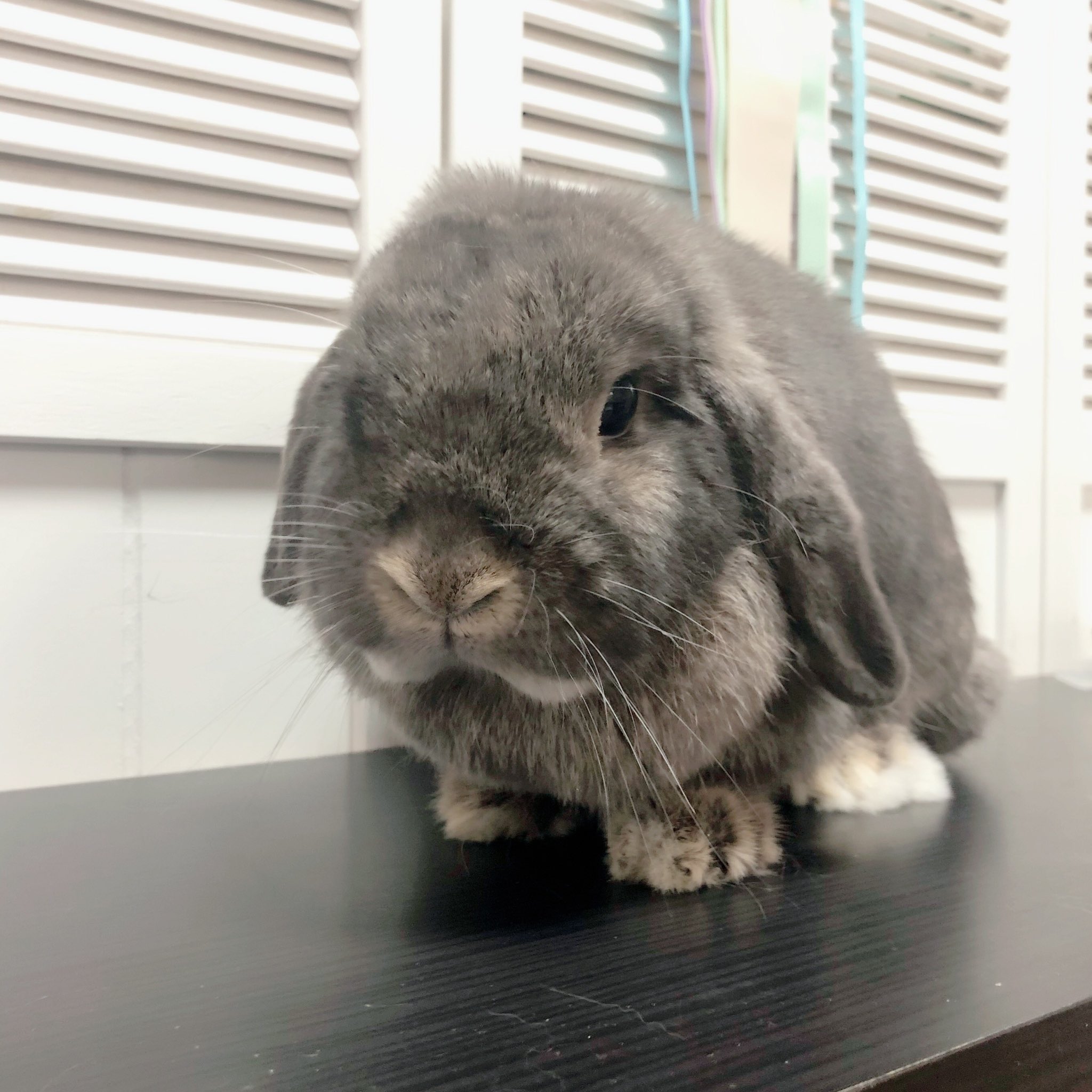 Twitter 上的 うさぎ専門店うさぎ村 中山吉成店 里親様募集中 繁殖を引退した大人のうさぎさんです 18 3 25生まれ ネザーランドドワーフ フォーン レオナちゃん 17 9 24生まれ ホーランドロップ オパール ベリンダちゃん 現在食べてるフードをご購入お願いし