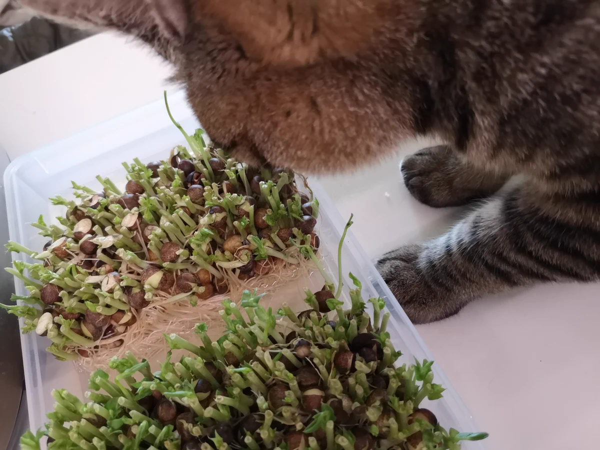 なぜか再生が進まない豆苗！その意外な原因は･･･www