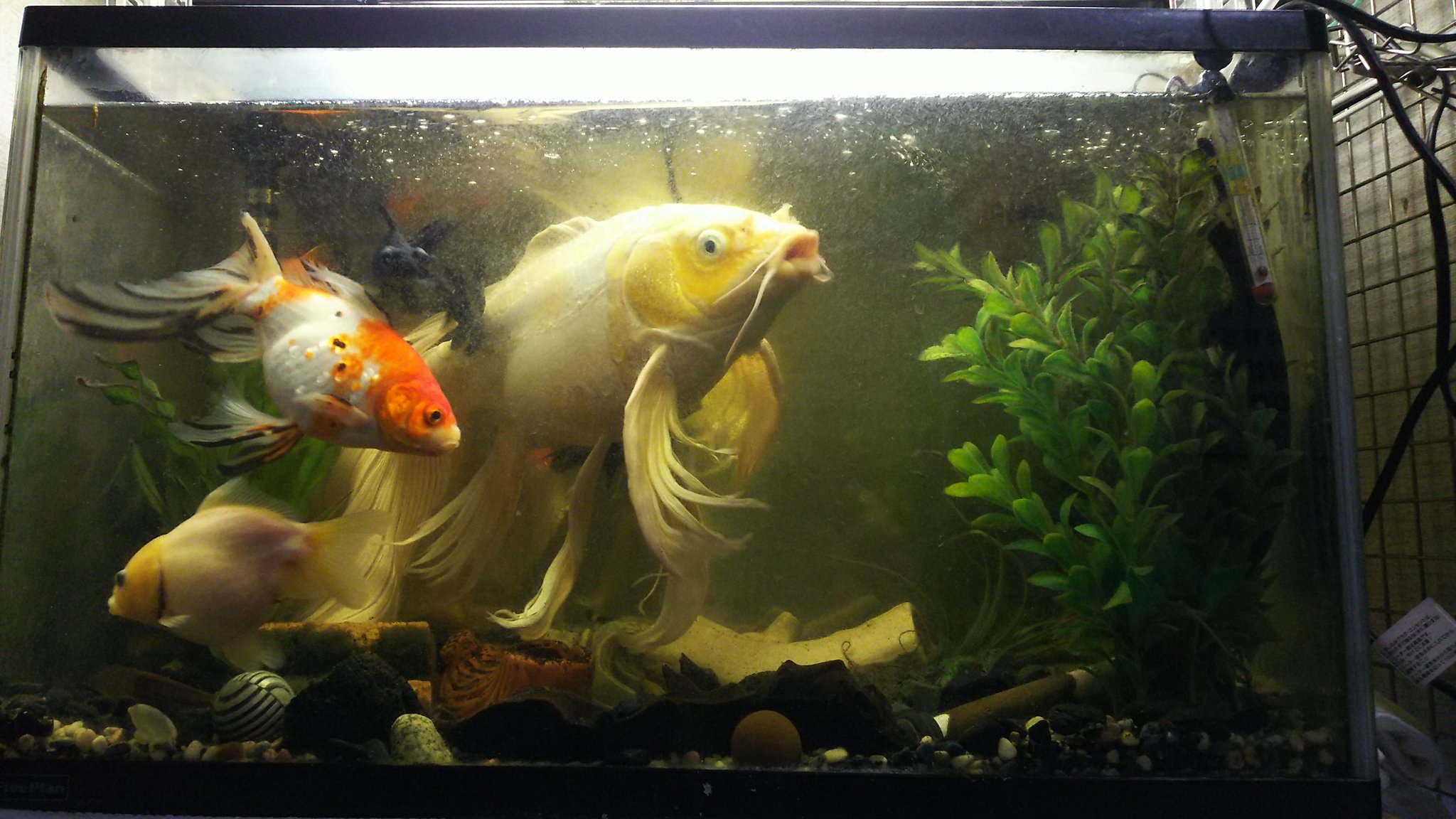 京 熱帯魚 アクアリウム 金魚水槽の中にいる鯉のヒレがカッコいいからみんな見て T Co Jovq3q9ih5 Twitter
