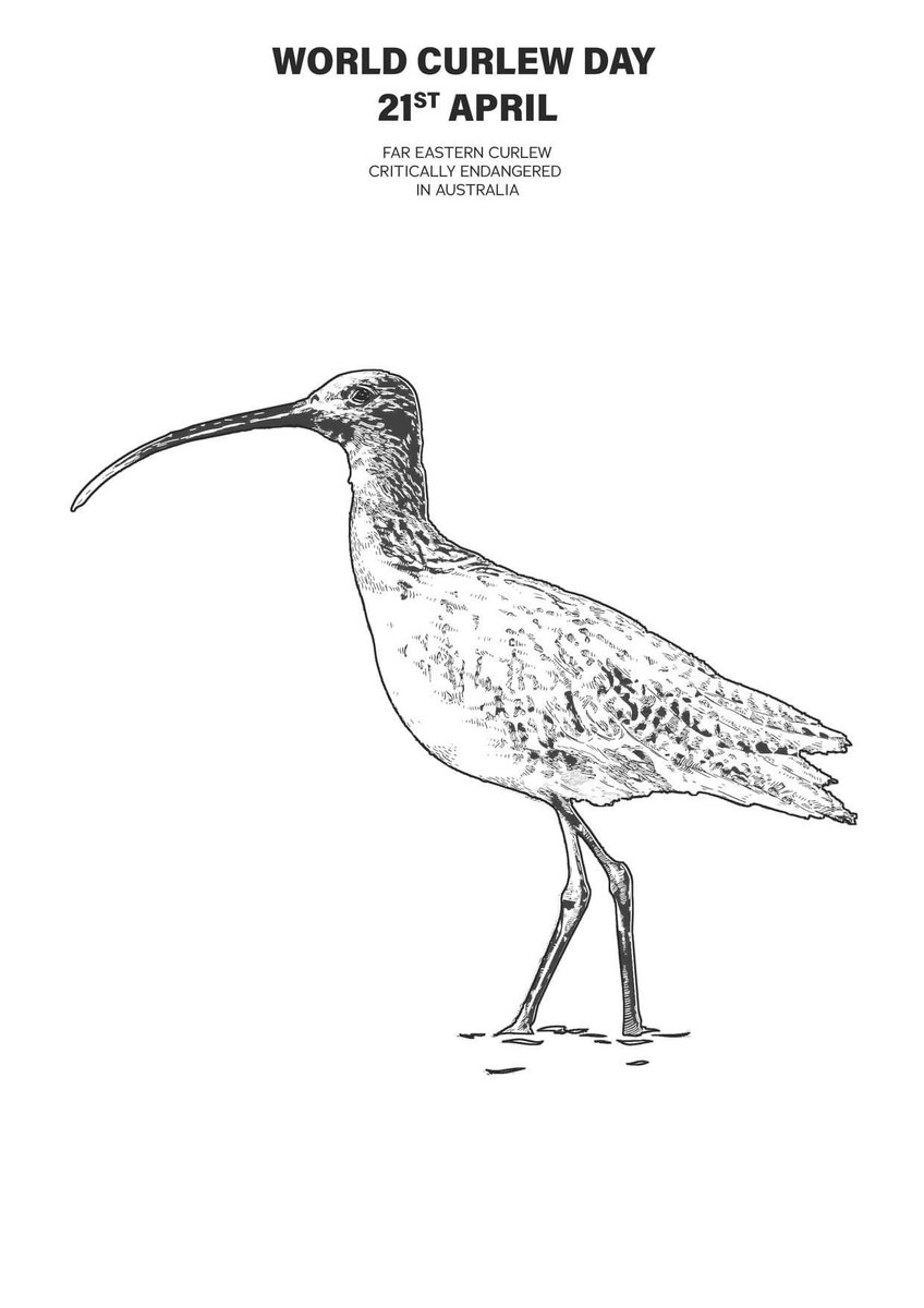 Dr Amanda Lilleyman (@alilleyman) on Twitter photo WORLD CURLEW DAY is on the 21st April. Stencil attached for creative colouring during #covid19 ISO. #TheCurlewProject <a href="/WCDApril21/">World Curlew Day</a> <a href="/waderquest/">Wader Quest</a> <a href="/RIELresearch/">RIEL</a> <a href="/TSR_Hub/">TSR Hub</a> WORLD CURLEW DAY is on the 21st April. Stencil attached for creative colouring during #covid19 ISO. #TheCurlewProject <a href="/WCDApril21/">World Curlew Day</a> <a href="/waderquest/">Wader Quest</a> <a href="/RIELresearch/">RIEL</a> <a href="/TSR_Hub/">TSR Hub</a>