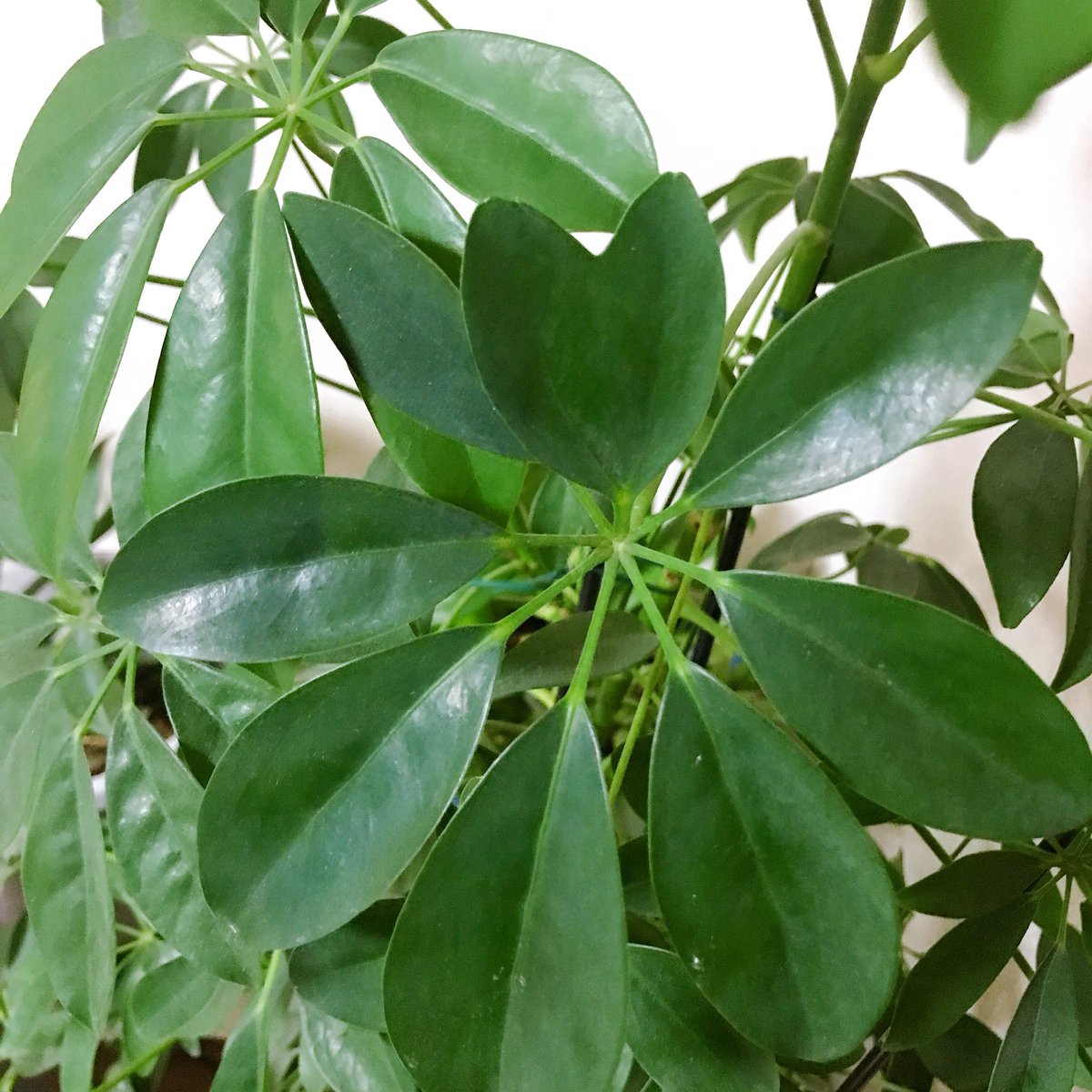 Ajuite_'s tweet photo. 実家の観葉植物に、ハートの葉っぱがあって、日々成長中❤︎
小さな幸せのおすそ分けします𖥧*༝∘𓂂⋆ https://t.co/4jOuRlASL6