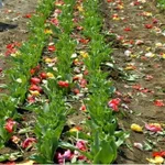 かわいそうなお花たち…。人が集まるのを避けるために満開のチューリップが刈り取られる。