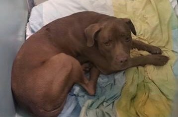 AndyWeprin's tweet photo. @myboxerluvmac1 @Marylaw55555 @NYCACC killed SKY... Weeks ago, they killed her brother, THOR! Only #CAPA will ever stop them.
Pictured are SKY & THOR... https://t.co/upg29VULcv