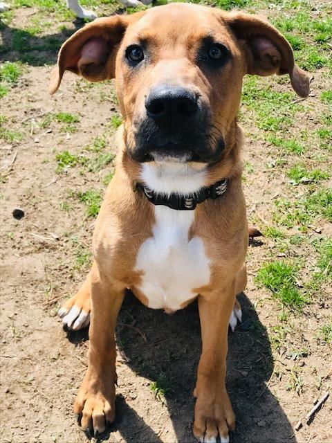 nyshelterpets's tweet photo. 🐕 Come visit #BURBY ! #dogsoftwitter He needs a loving home! #PetRescue 😇 https://t.co/3Ltya4E2zx https://t.co/R5Ldz3p59p