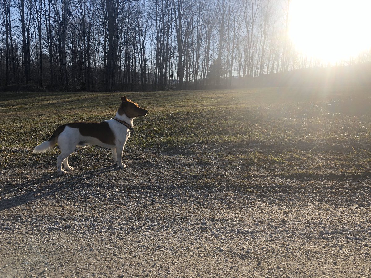 lizzyshackelfor's tweet image. Boogie at #sunset. It snowed only hours ago #Vermontspring #DogsOfQuarantine #happysun #QuarantineLife