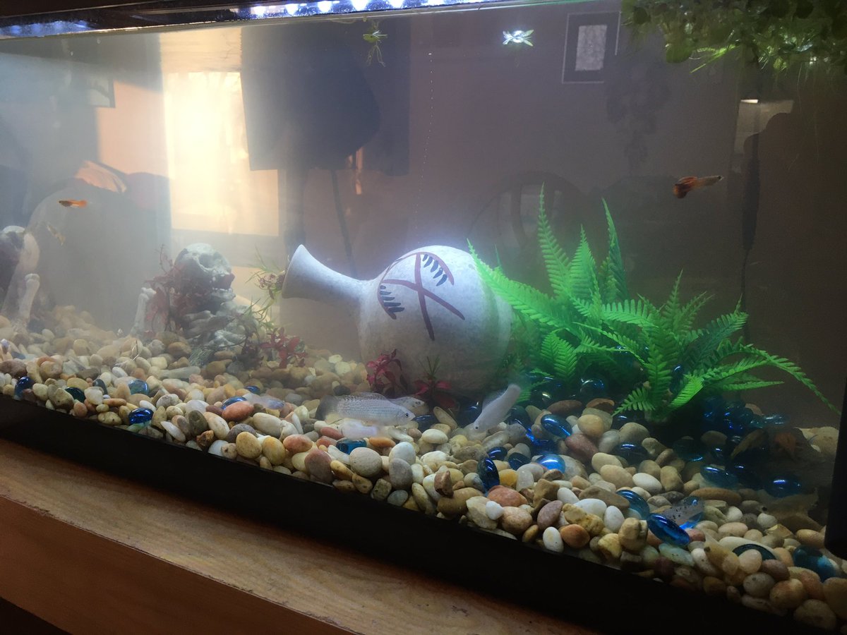JTsWorld87's tweet photo. This is what quarantine does to ppl..... @MrFrag1 @Magick_Dream @DArkracco0N @TimYrKing @MystSparrow @ChodyBromo #aquarium #fish #tropicalfish #tropical #tank #swimtank #waterplants #plants https://t.co/xXscs40MEC